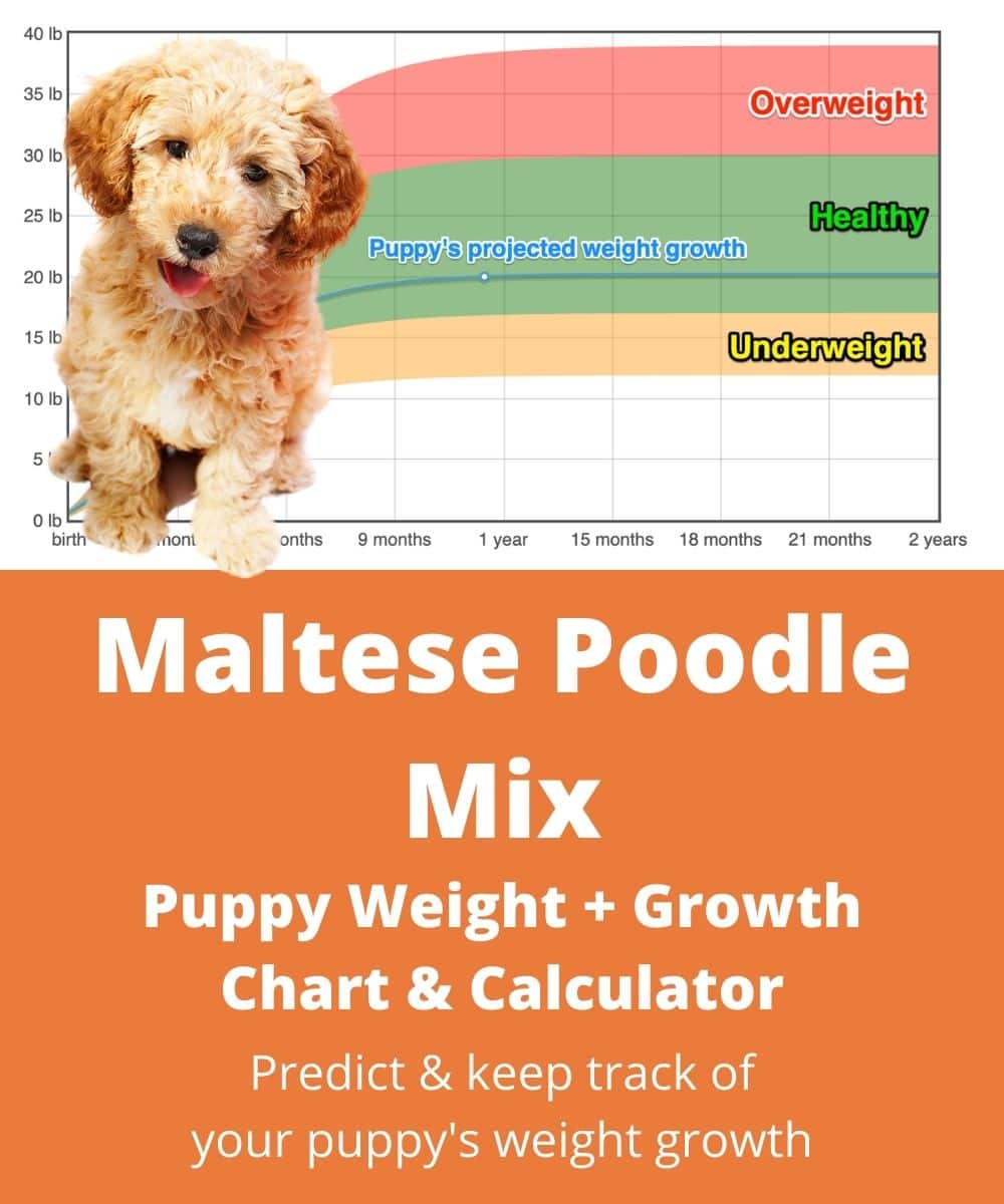 maltese-poodle Puppy Weight Growth Chart